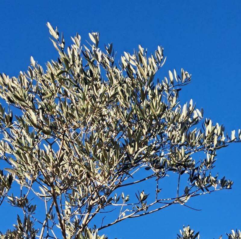 2026 : Stages de dessin et de peinture, pour les enfants et les adultes, à Lambesc, proche de Salon de Provence