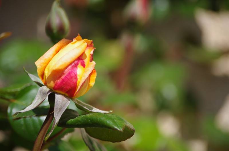 bon cadeau fête des Mères de dessin, peinture à l'huile, aquarelle, peinture à l'encre de Chine, à Lambesc