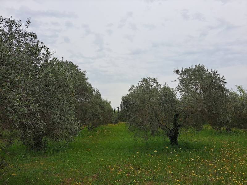 Stages d'été, à la carte,  pour adultes (débutants ou confirmés) Dessin et/ou aquarelle proche Aix-en-Provence -AOUT 2026